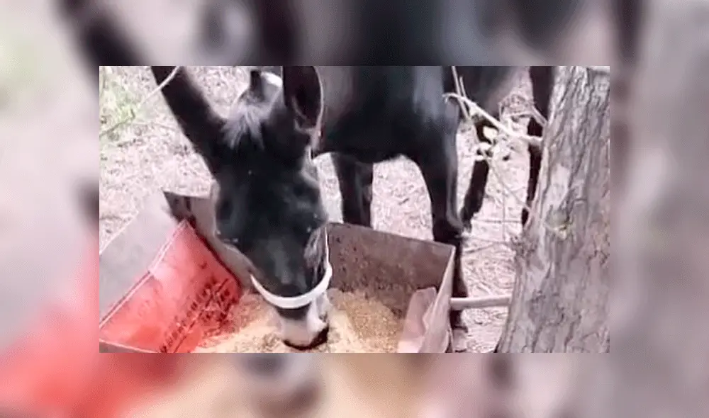 Afortunadamente, el burro fue rescatado y ahora vive tranquilo. Foto: captura Douyin.