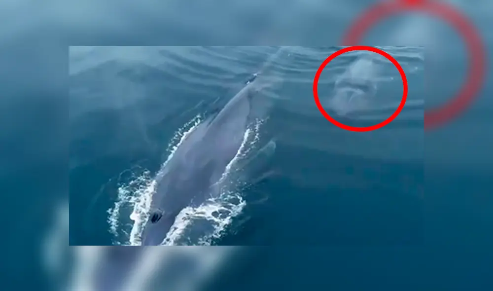 A través de un drone, investigadores captaron a una extraña ballena junto a su bebé. A través de un drone, investigadores captaron a una extraña ballena junto a su bebé.