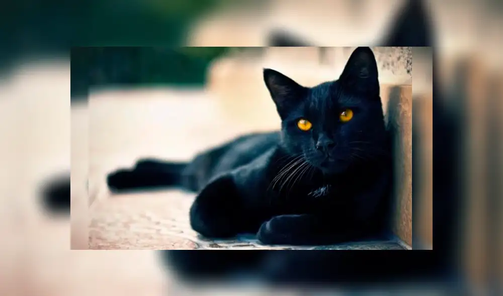 ‘Negrito’, tenía cuatro años y se ha convertido en el primer caso confirmado de gato con coronavirus en España.