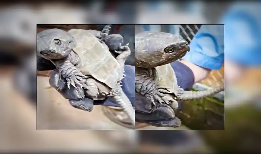 Encuentran en China una tortuga con extrañas características: cabeza con pico de águila y cola de cocodrilo. (Foto: CGTN)