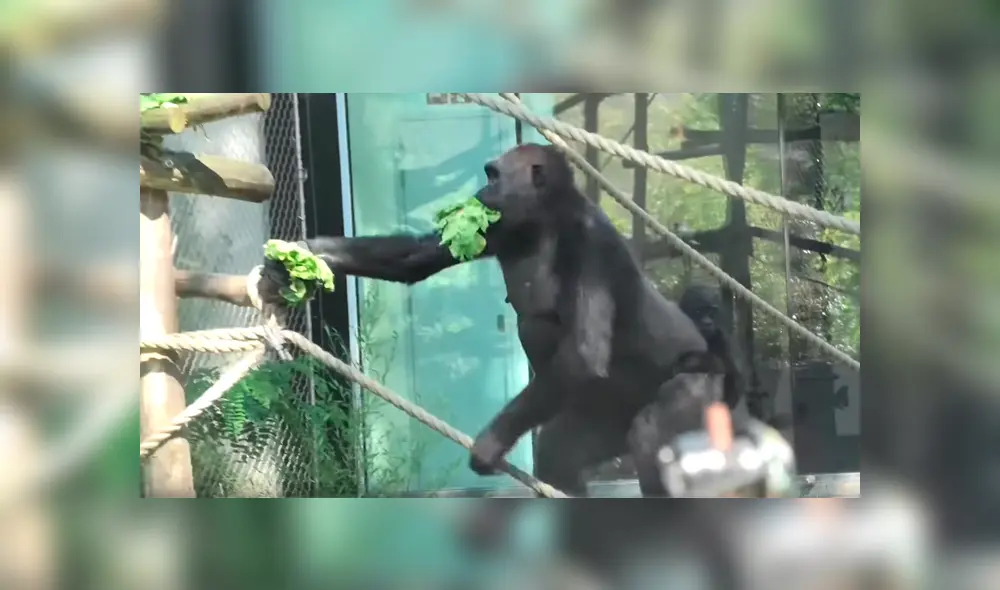 Gorila ‘glotón’ y ‘egoísta’ quita lechuga a sus compañeros y se lo come solo [VIDEO] 
