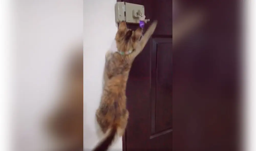 Desliza las imágenes para conocer la acción de una gatita al tratar de persuadir a su dueña para ir a la calle. Foto: captura de Facebook