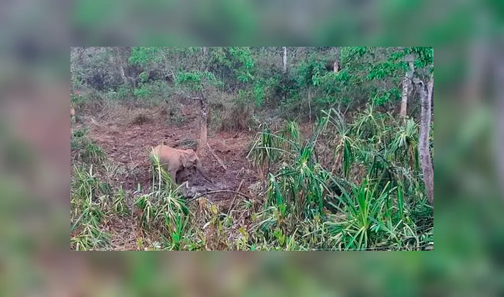 El paquidermo se quedó cuatro días contemplando el cuerpo de su bebé y se negó a que los veterinarios de la India lo retiren a pesar de comenzar el proceso de descomposición.