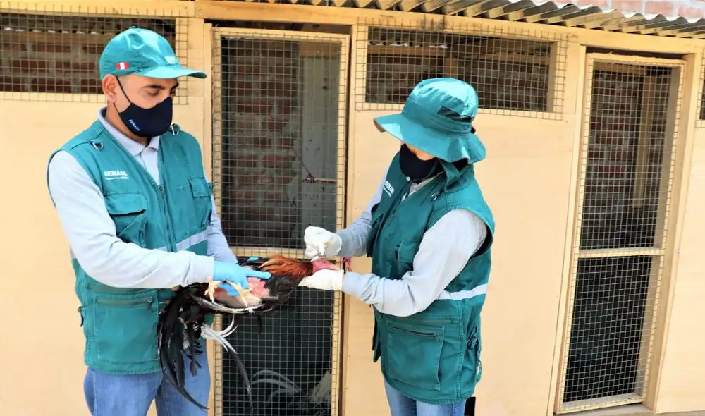 Brigadas de vacunación cumplen con las medidas y recomendaciones de desinfección y bioseguridad. Foto: Prensa Senasa