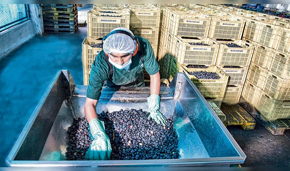 Cambio. Se simplificará el ingreso de insumos como la aceituna. Cambio. Se simplificará el ingreso de insumos como la aceituna.