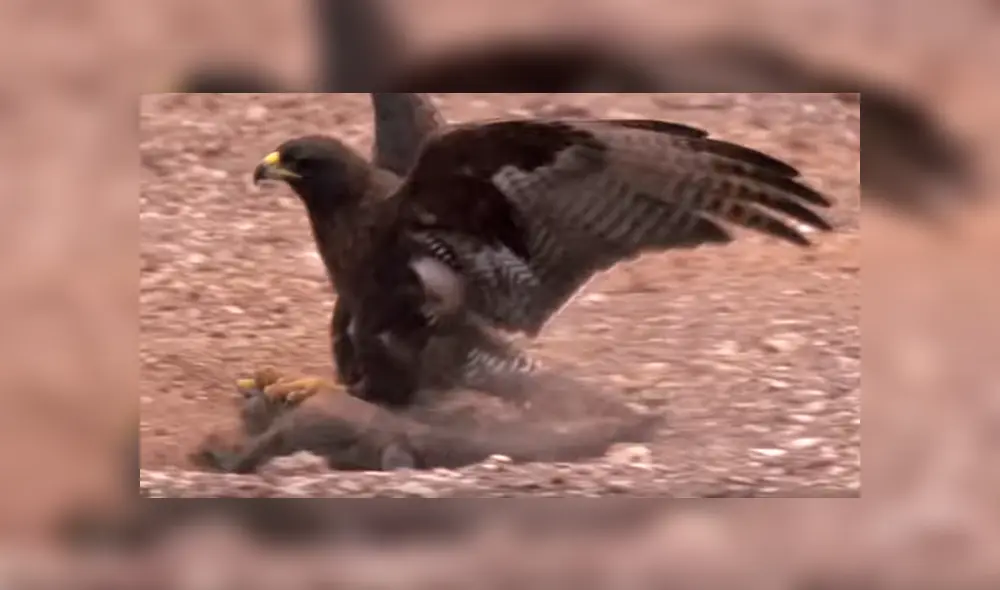 Una voraz águila atacó brutalmente a criatura en desierto. Una voraz águila atacó brutalmente a criatura en desierto.
