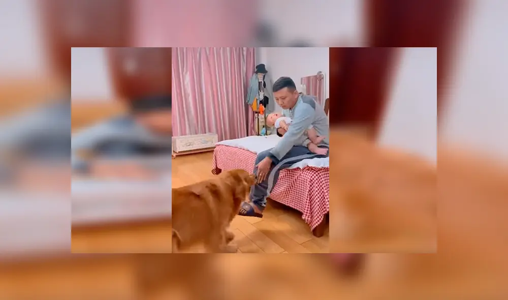 En Facebook, un perro no soportó la llegada de un recién nacido a su hogar y quiso obtener la atención de su dueño.