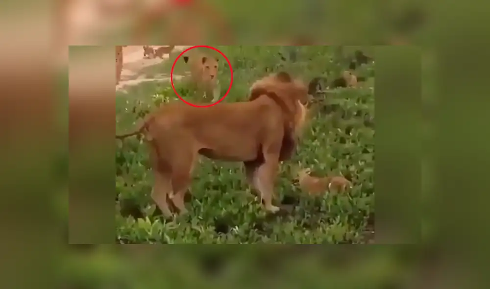 YouTube viral: León golpea a su cachorro, pero la madre lo descubre y le da su merecido [VIDEO] 