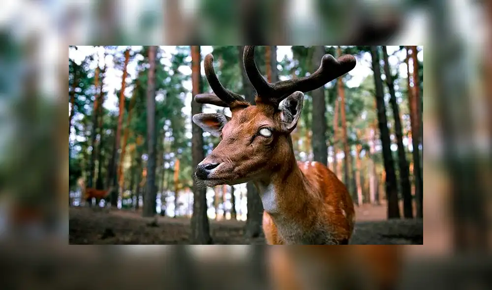 La "Enfermedad del venado zombie" amenaza con expandirse por todo Estados Unidos [VIDEO]