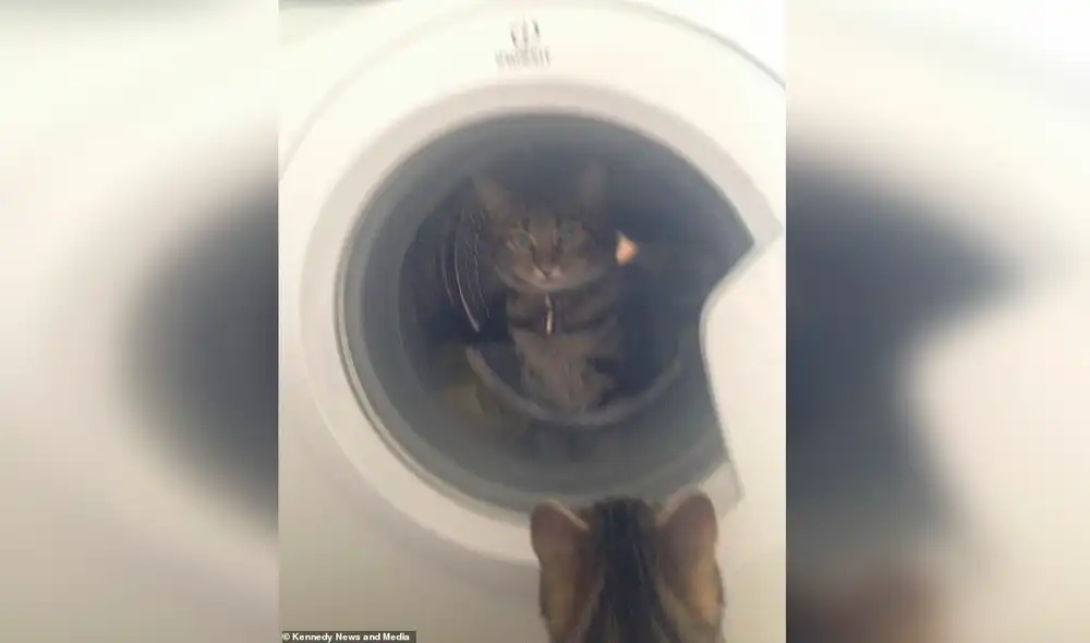 Desliza las imágenes para conocer a los traviesos Caesar y Kimber, una pareja de gatos de seis años oriundos de Inglaterra. Foto: Facebook