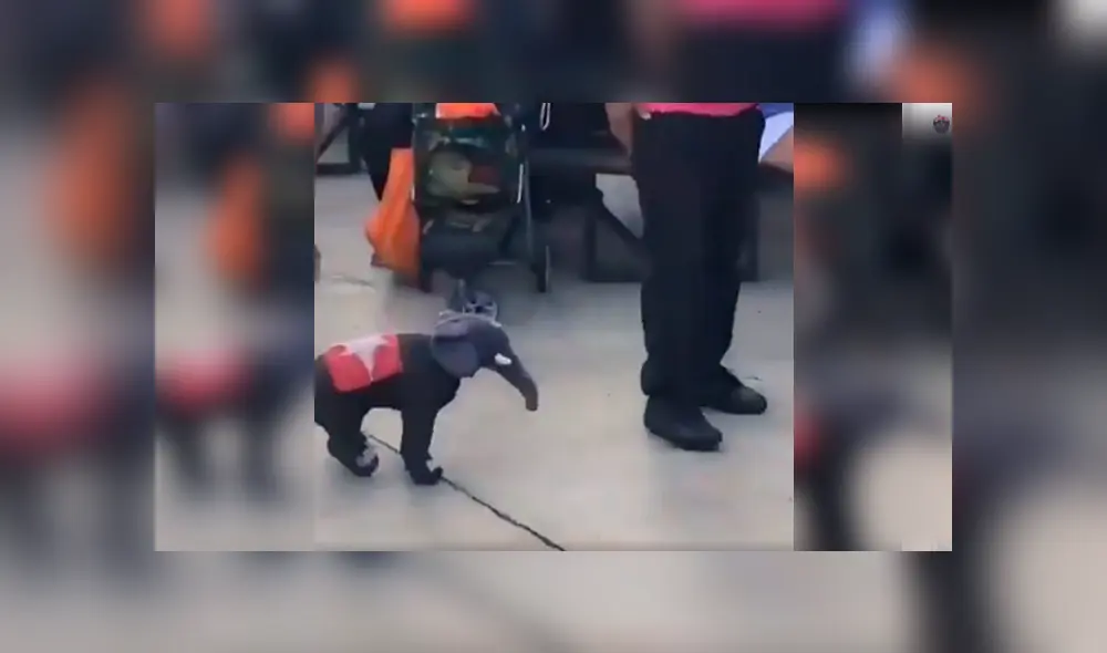 Desliza para ver el desenlace de este video viral de YouTube. Foto: Captura.