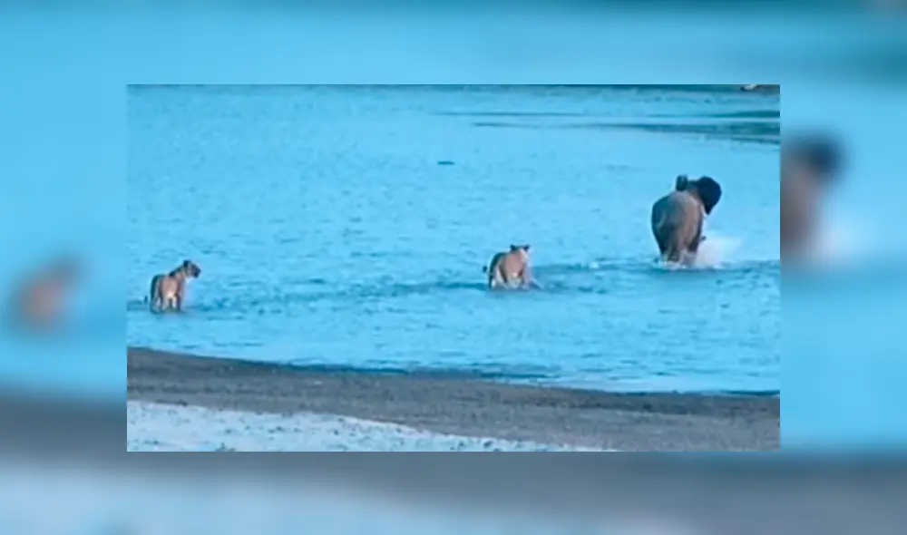 YouTube viral: bebé elefante usa truco para no ser devorado por manada de hambrientos leones [VIDEO]