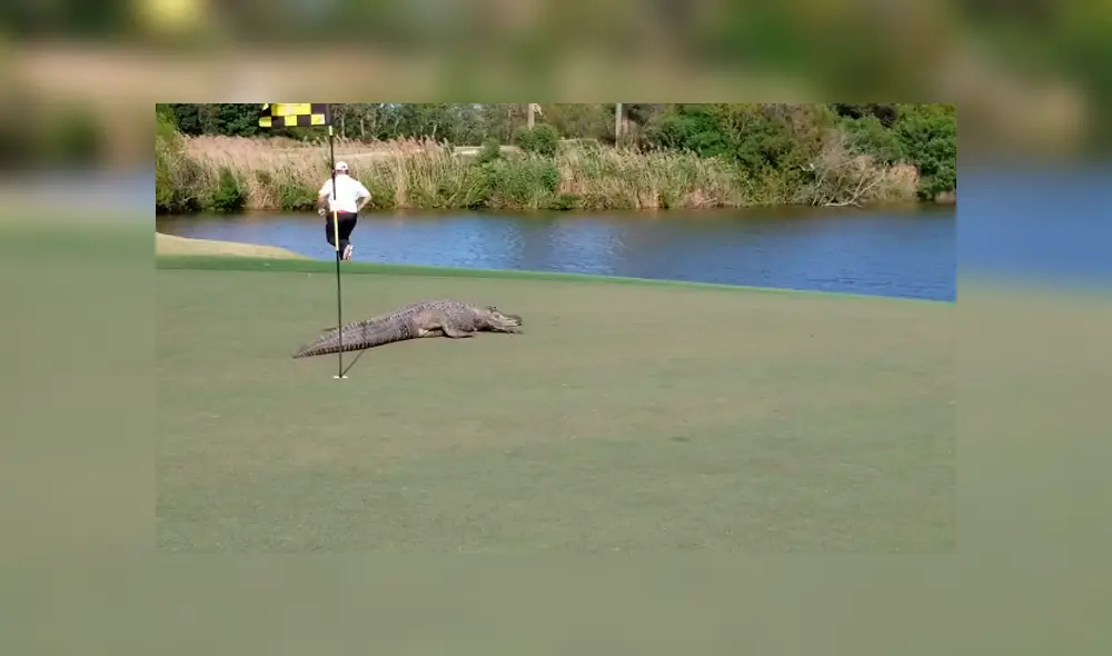 Facebook viral: gigantesco reptil aparece en campo de golf y aterra a jugadores 