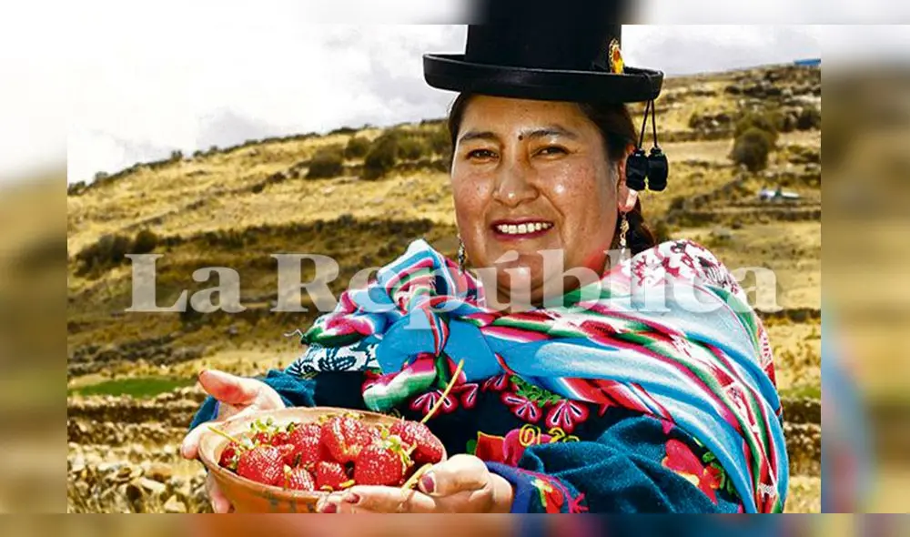 Por semana, cada biohuerto produce 20 kilos de fresas.