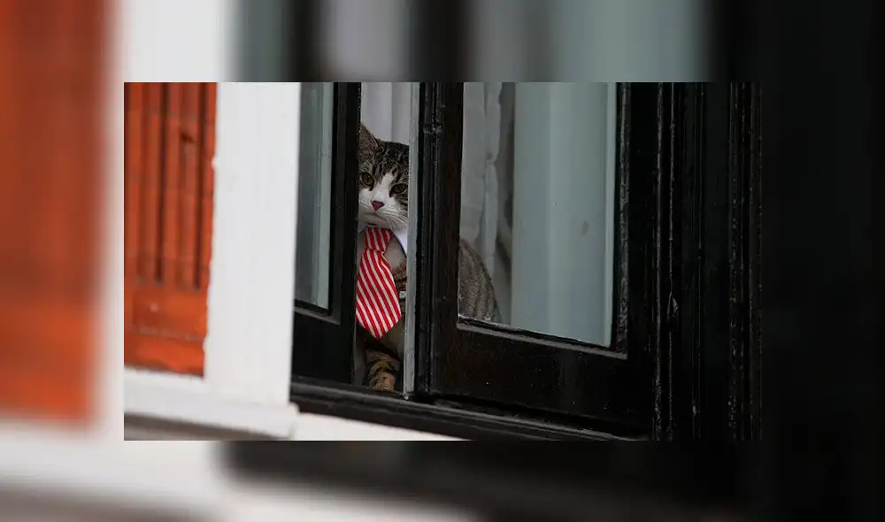 Wikileaks rechaza que Assange haya usado a gato para espiar embajada de Ecuador [FOTOS]