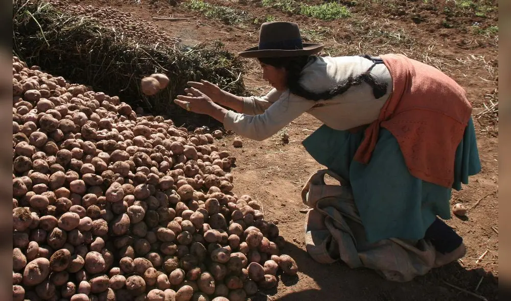 El mundial de la papa en Cusco [VIDEO]