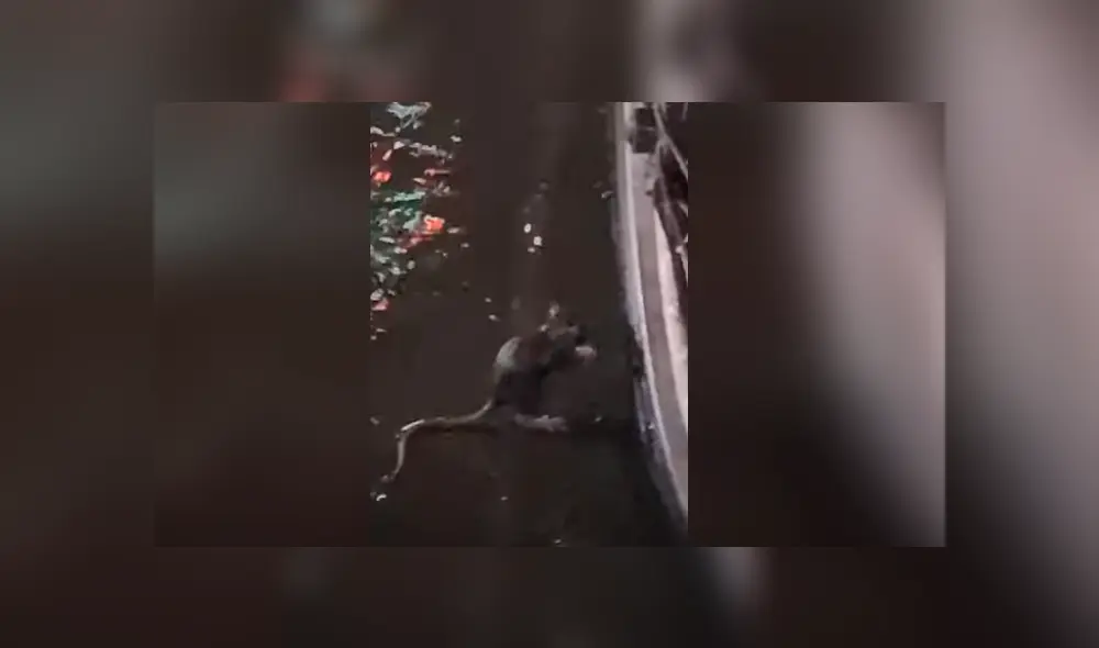 Video es viral en TikTok. Grupo de mujeres captó el insólito suceso desde una calle de Vietnam, en plena lluvia torrencial. Fotocaptura: YouTube Video es viral en TikTok. Grupo de mujeres captó el insólito suceso desde una calle de Vietnam, en plena lluvia torrencial. Fotocaptura: YouTube