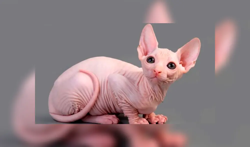 Dragon Ball Super: así reaccionó un 'gato egipcio' cuando tuvo encuentro con "Bills", el Dios de la Destrucción [FOTOS]