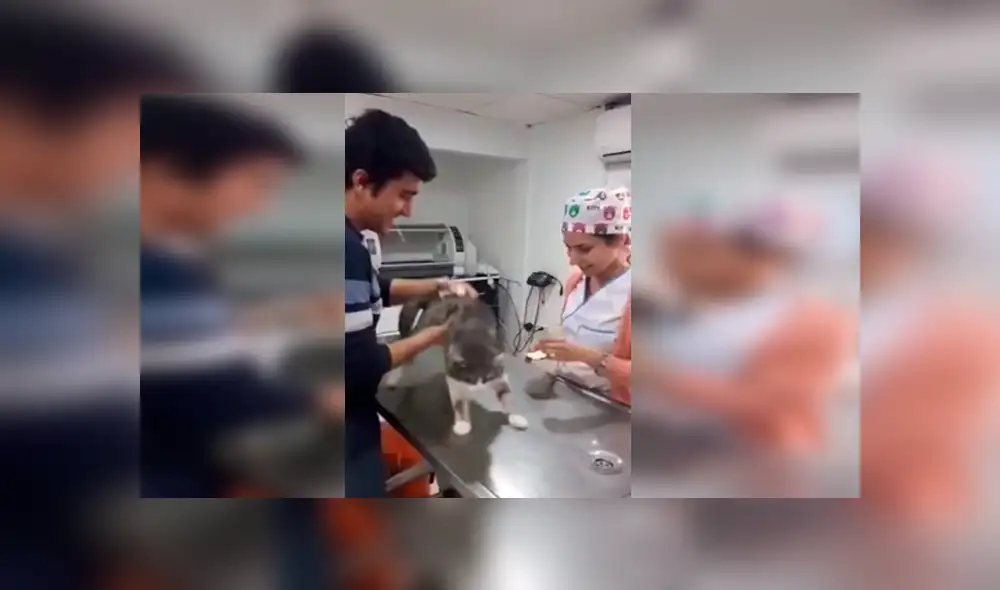 Desliza las imágenes para observa la conmovedora acción de un gato callejero al tener su primera consulta en el veterinario. Desliza las imágenes para observa la conmovedora acción de un gato callejero al tener su primera consulta en el veterinario.