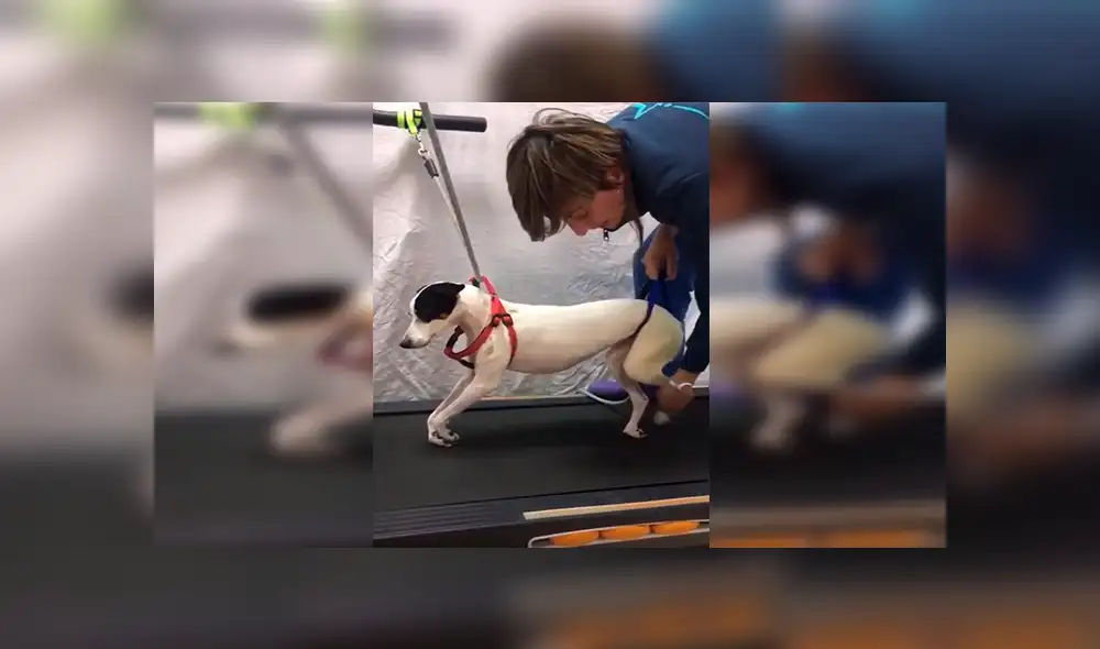 YouTube viral: Perro queda tetrapléjico, lo operan y vuelve a caminar gracias a terapia [VIDEO]