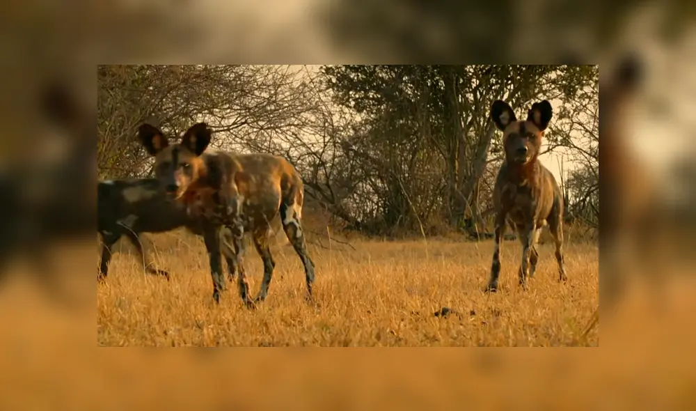 Los perros salvajes se percataron de la presencia de unas crías de leones. Foto: BBC Earth