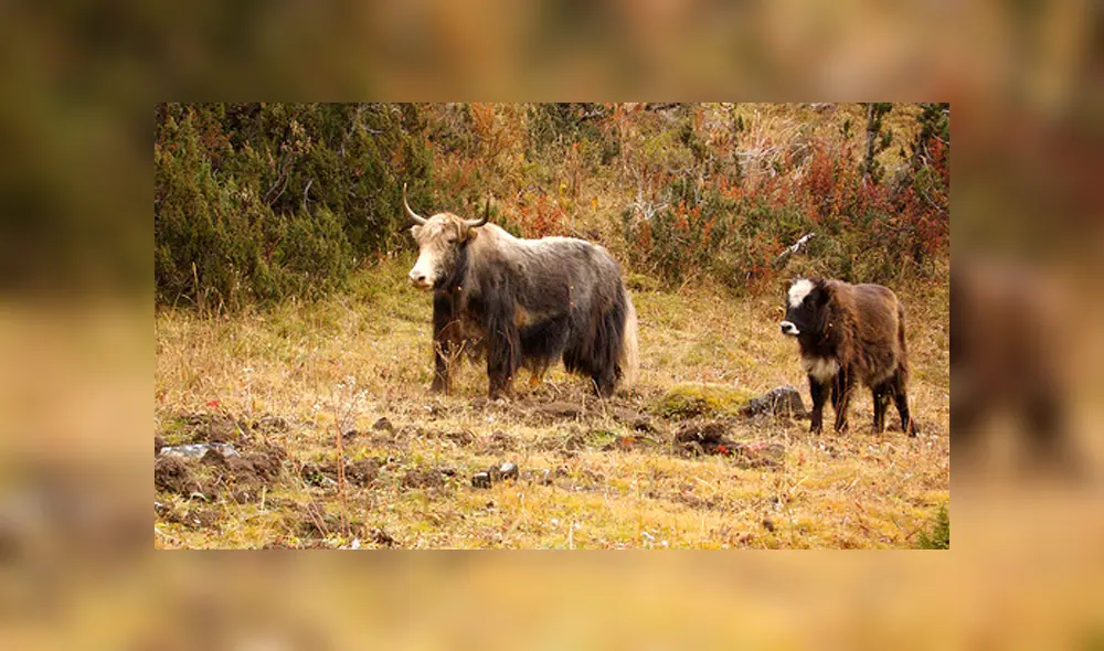 Desliza para ver el aspecto del híbrido que sorprendió a todos en YouTube. Foto: Captura. Desliza para ver el aspecto del híbrido que sorprendió a todos en YouTube. Foto: Captura.