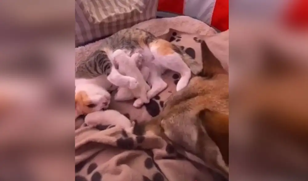 Desliza las imágenes para ver más sobre esta conmovedora escena entre perros y gatos. Foto: captura de Facebook Desliza las imágenes para ver más sobre esta conmovedora escena entre perros y gatos. Foto: captura de Facebook