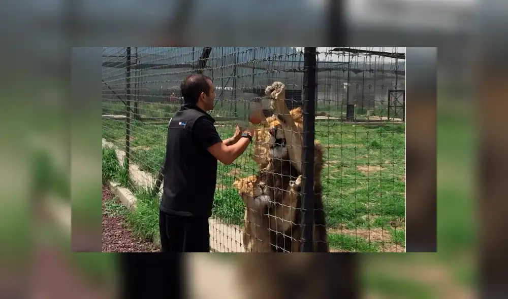 Leones tienen curiosa reacción tras ver a su amo 'pegado' en las rejas.