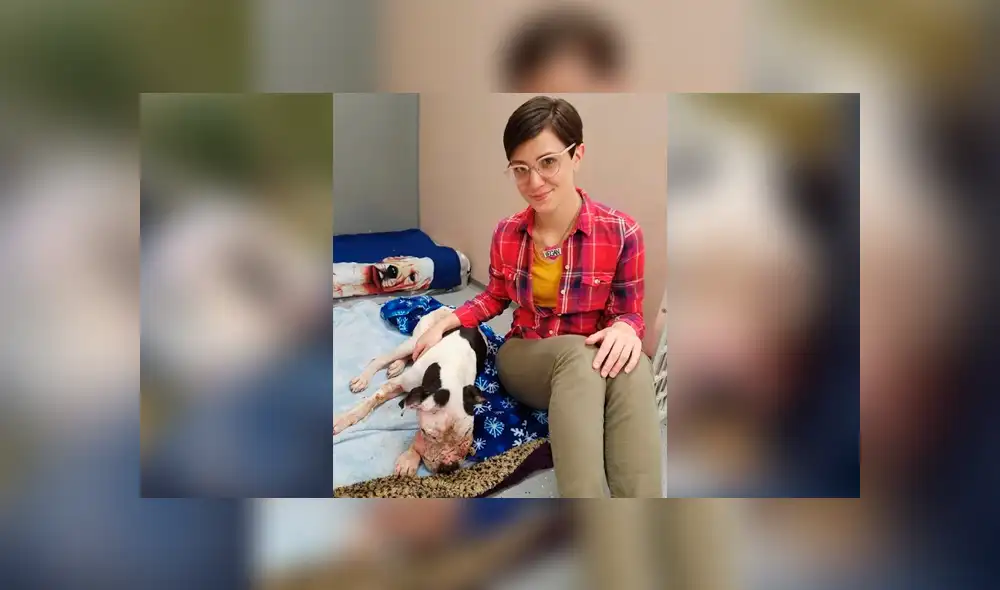 Facebook: perro fue maltratado y abandonado en una bolsa de basura, se recuperó y ahora luce así