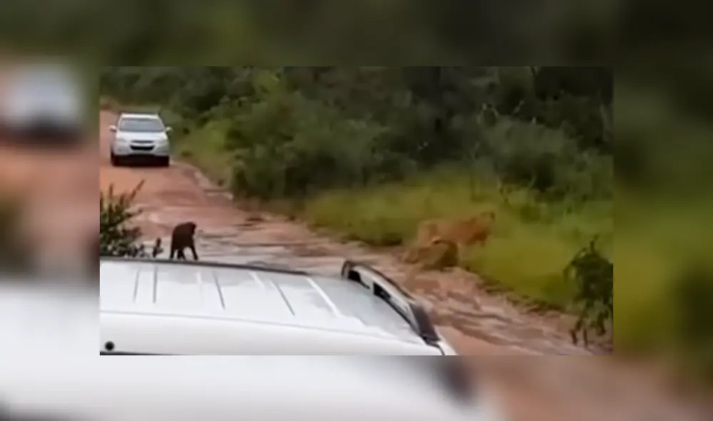 Búfalo bebé es rescatado por su madre luego de que un feroz león intentara devorarlo [VIDEO] 