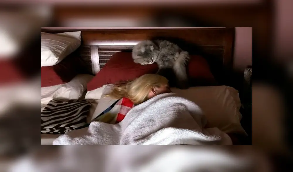 El gatito recibe el amor de sus dueños quienes están muy felices con los resultados de la clonación. Foto: SWNS El gatito recibe el amor de sus dueños quienes están muy felices con los resultados de la clonación. Foto: SWNS