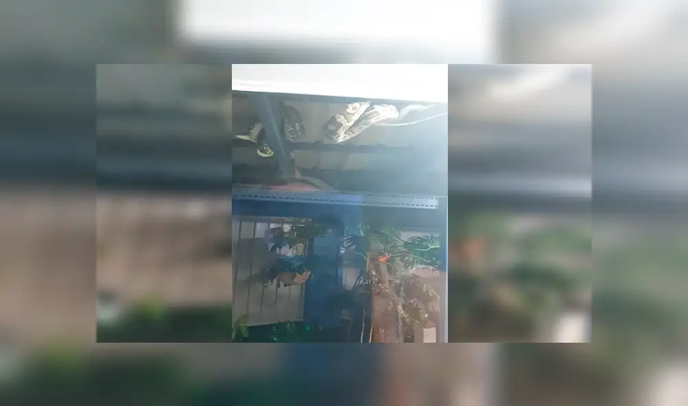 En Facebook, una mujer quedó espantada al encontrar tres enormes pitones en el techo de su patio.