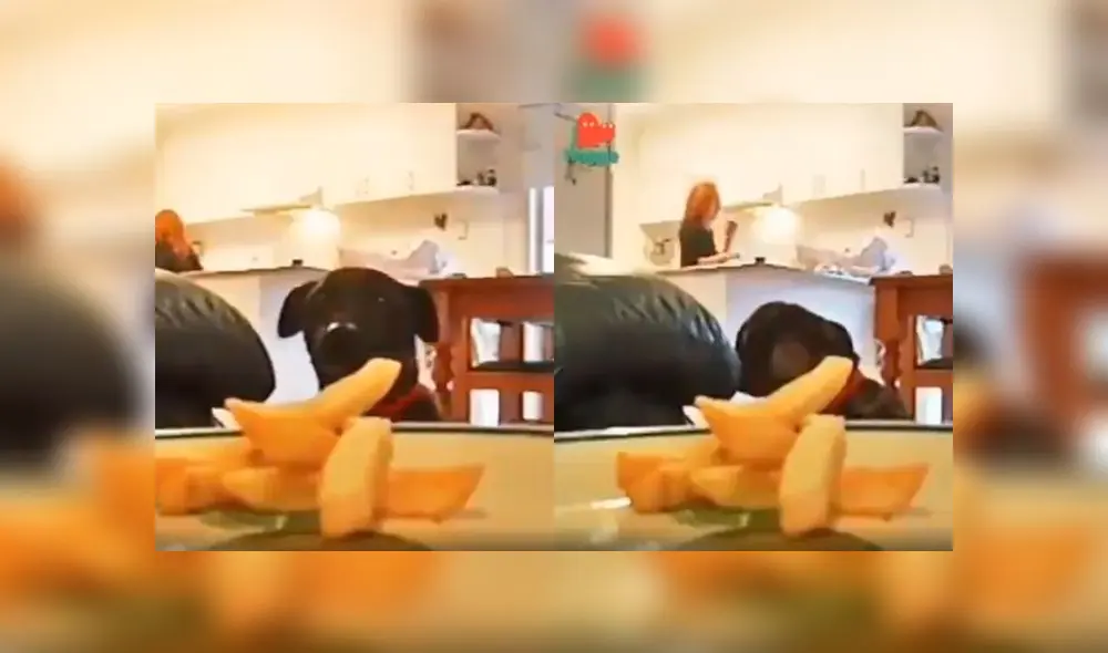 Desliza a la izquierda para revelar la travesura de este labrador. Foto: Captura. Desliza a la izquierda para revelar la travesura de este labrador. Foto: Captura.