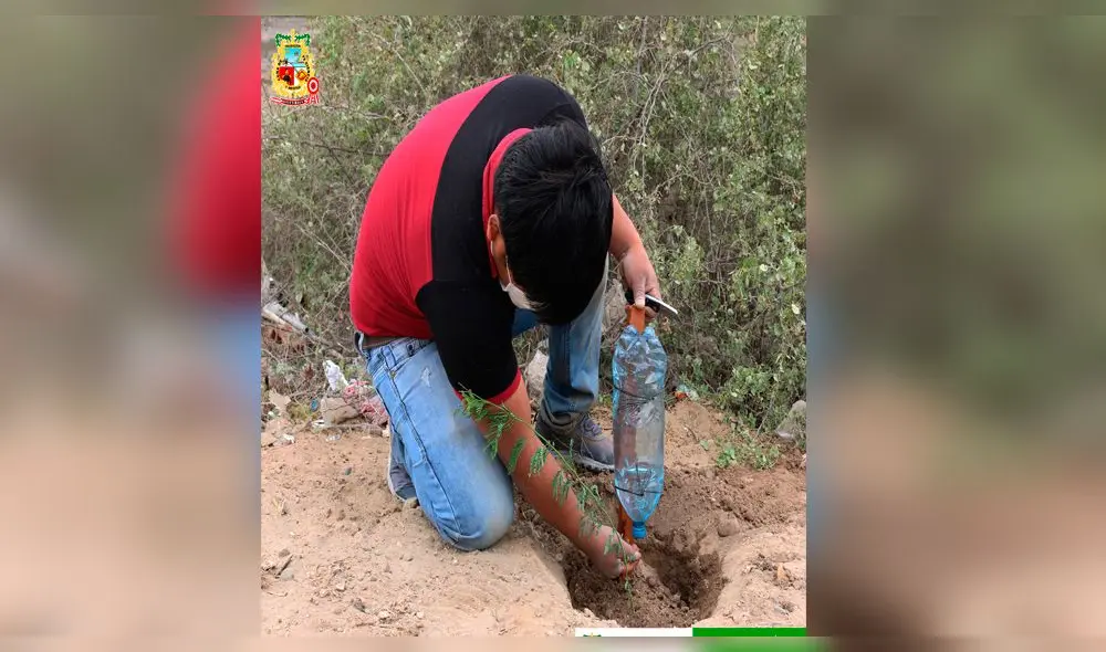 Reforestarán parques y calles en Ciudad Eten