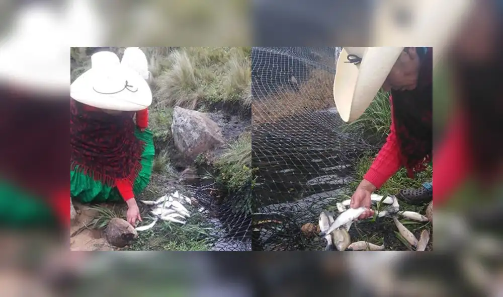Familia de Máxima Acuña denuncia envenenamiento de mil truchas de su criadero [FOTOS]