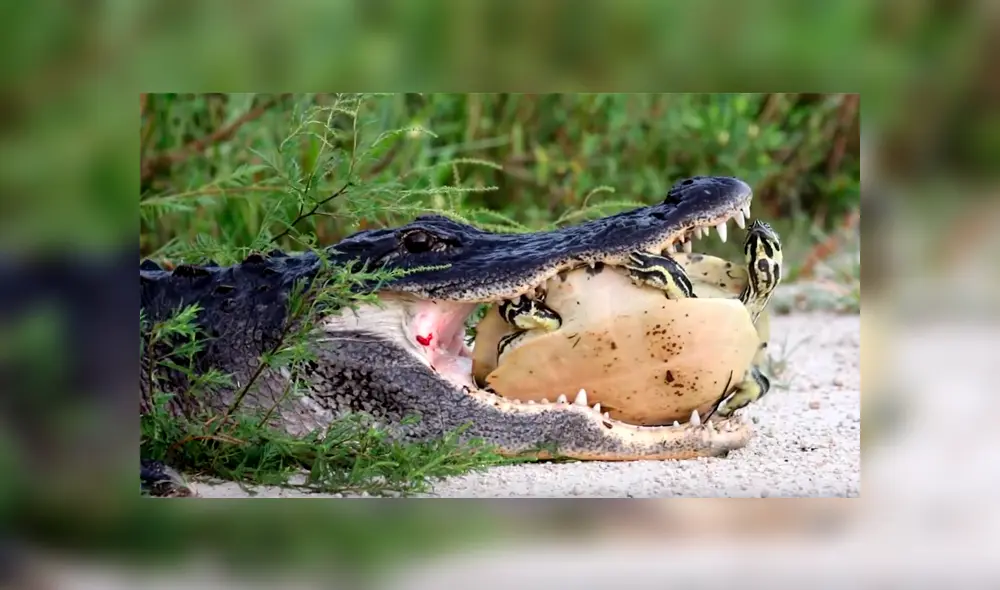 Hambriento cocodrilo intenta morder caparazón de tortuga viva, pero termina ‘humillado’ [VIDEO] 