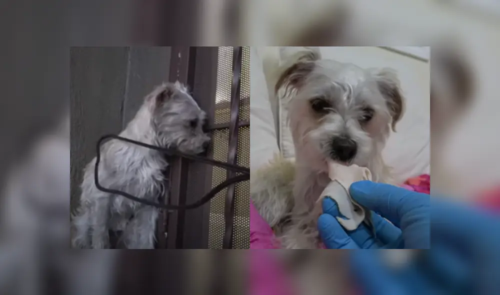 Desliza las imágenes para ver más detalles de esta escena que es viral en YouTube.