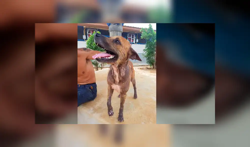 Desliza para ver cómo luce actualmente este perro que conmovió a todos en Facebook. Foto: Captura.