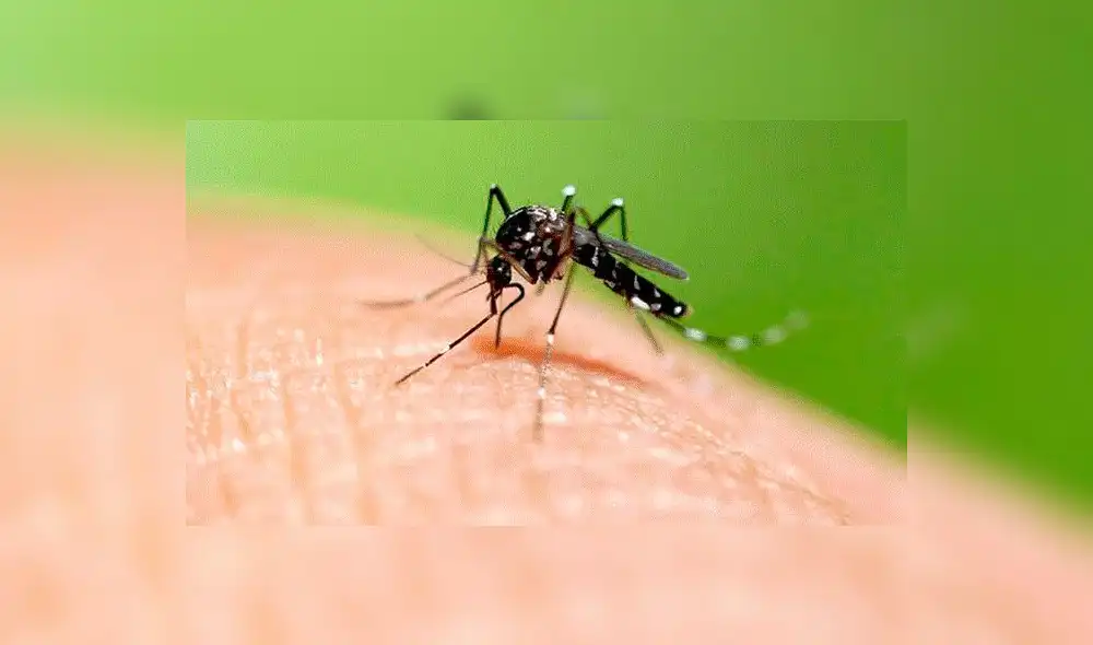 Arequipa, Tacna y Moquegua recibirán repelente a base de molle para prevenir el dengue 