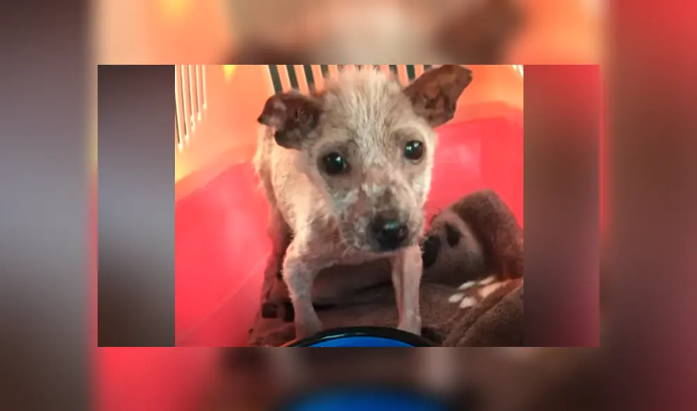 Desliza hacia la izquierda para ver las conmovedoras imágenes del viral de YouTube. Foto: El Dodo Desliza hacia la izquierda para ver las conmovedoras imágenes del viral de YouTube. Foto: El Dodo