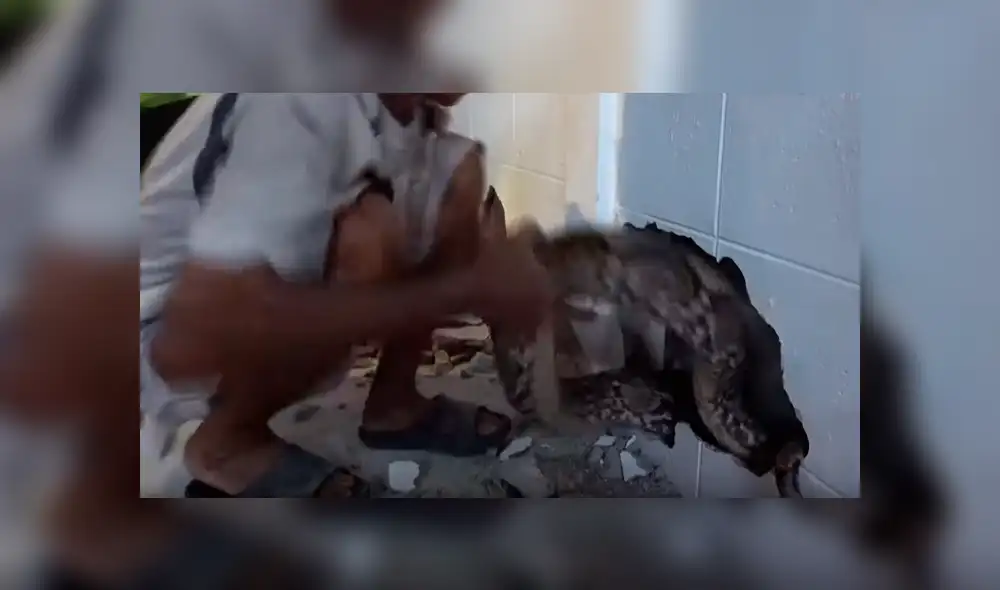Encuentran serpiente pitón atascada entre dos paredes y sacan su cuerpo lleno de heridas [VIDEO] 