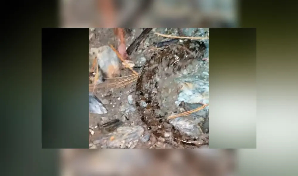 Un video viral publicado en YouTube dejó atónitos a miles de usuarios que vieron la extraña apariencia de un pez.