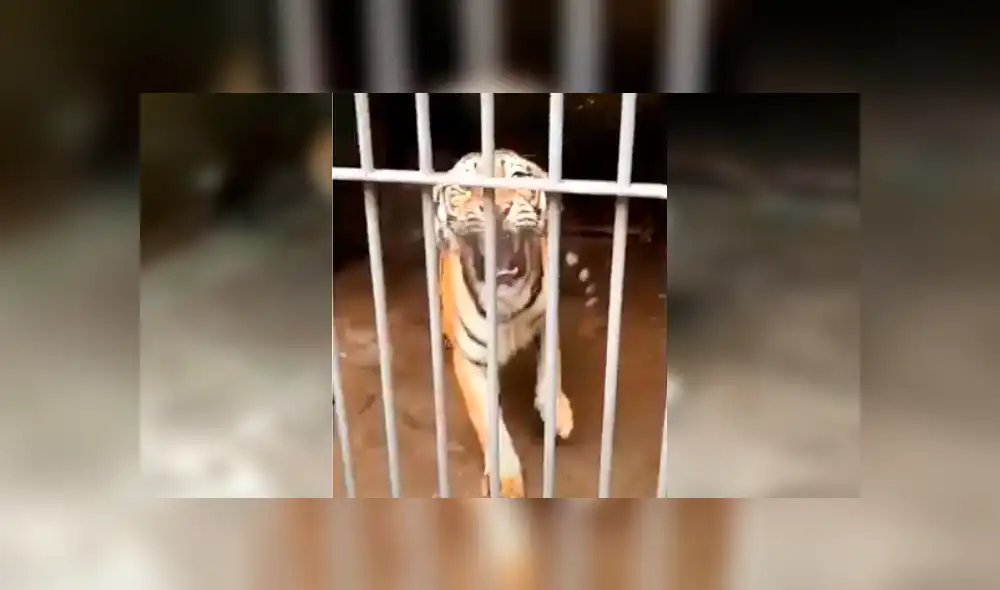 Turista hace enfurecer a enorme tigre que saca las garras para devorarlo. Turista hace enfurecer a enorme tigre que saca las garras para devorarlo.