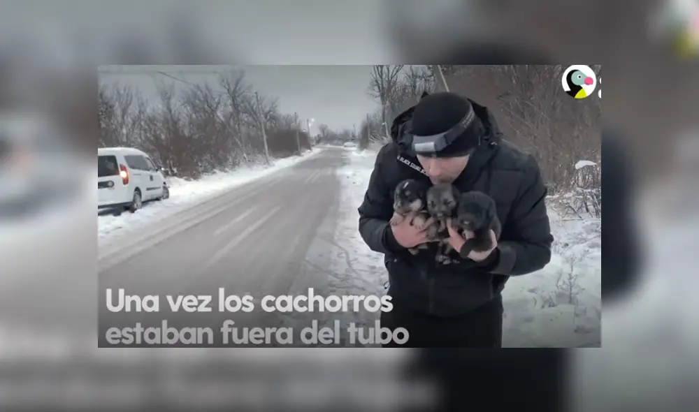 Desliza hacia la izquierda para ver el conmovedor rescate de los perros que se viralizaron en Facebook. Foto: Captura. Desliza hacia la izquierda para ver el conmovedor rescate de los perros que se viralizaron en Facebook. Foto: Captura.