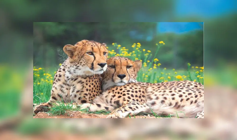 Guepardos: los esfuerzos por salvar al mamífero más rápido y “elegante” del mundo Guepardos: los esfuerzos por salvar al mamífero más rápido y “elegante” del mundo