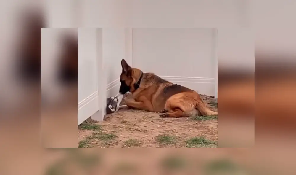 Desliza las imágenes para apreciar la emotiva escena entre dos perros que estuvieron separados por la cuarentena. Foto: Captura. Desliza las imágenes para apreciar la emotiva escena entre dos perros que estuvieron separados por la cuarentena. Foto: Captura.