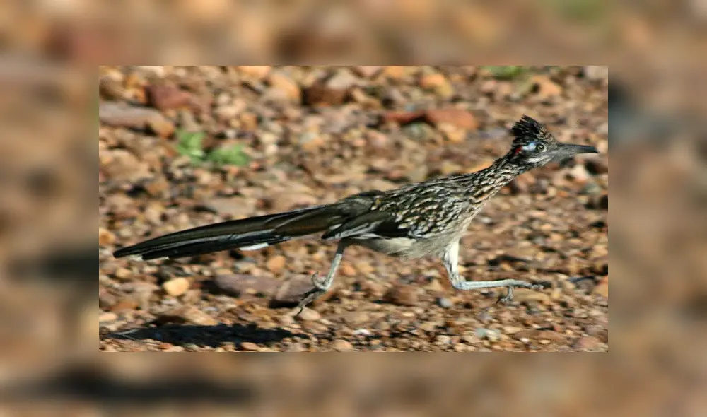 Así luce un correcaminos. Foto: Captura. Así luce un correcaminos. Foto: Captura.