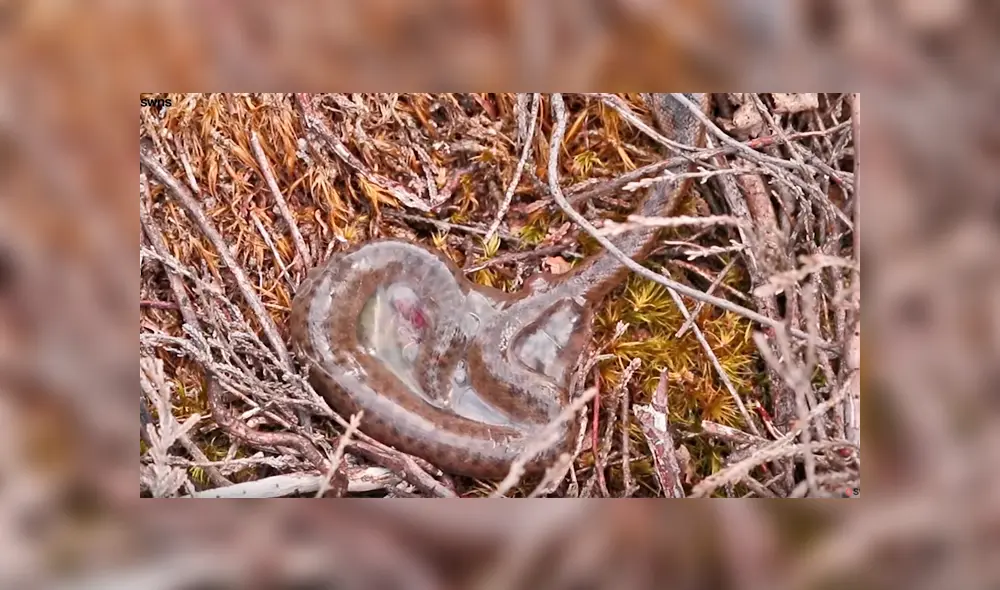 Extraño momento en que serpiente bebé sale de su saco amniótico y no de un huevo [VIDEO]