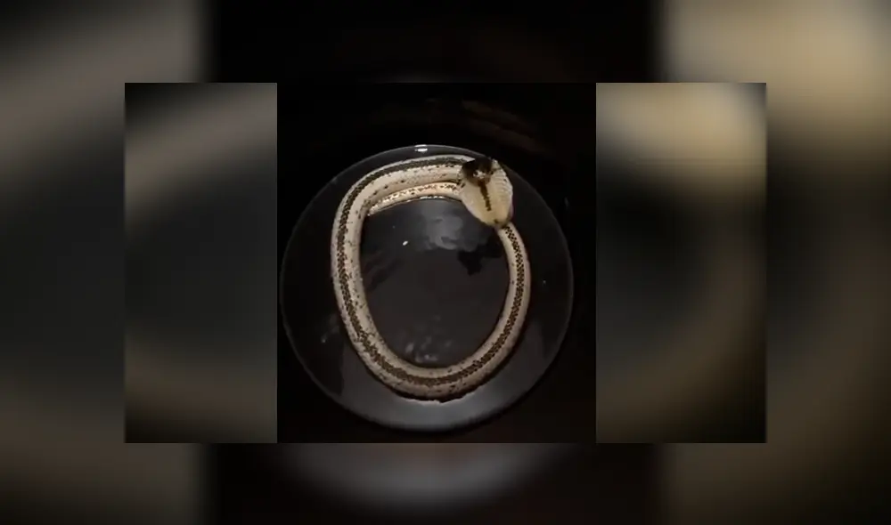 Mujer escucha misteriosos sonidos dentro de bidón de agua, lo revisa y descubre letal criatura. Mujer escucha misteriosos sonidos dentro de bidón de agua, lo revisa y descubre letal criatura.