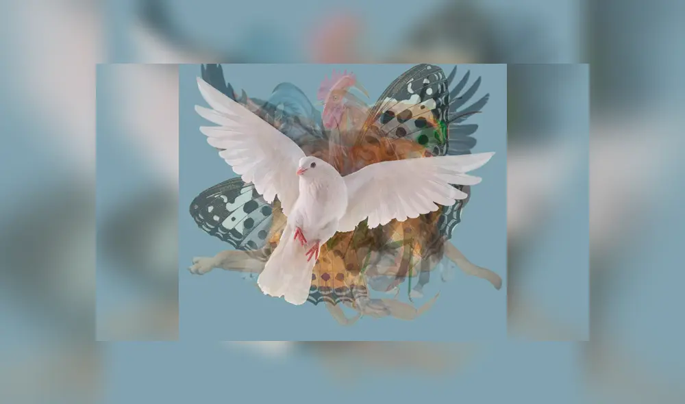 Desliza la imagen de Facebook para verlas todas. Desliza la imagen de Facebook para verlas todas.